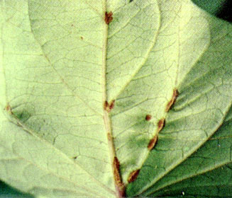 Leaf and stem scab